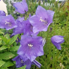 Smalbladet klokkeblomst Takion Blue - Campanula persicifolia Takion Blue