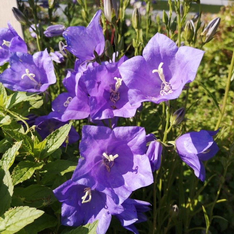 Smalbladet klokkeblomst Takion Blue - Campanula persicifolia Takion Blue