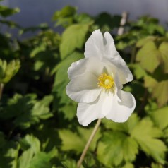 Sommeranemone - Anemone sylvestris