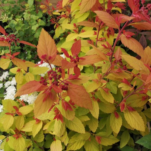 Spiræa Double Play Big Bang - Spiraea japonica Double Play Big Bang