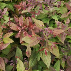Spiræa Double Play Red - Spiraea  japonica Double Play Red