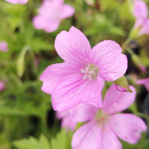 Storkenæb Rose Clair - Geranium oxonianum Rose Clair