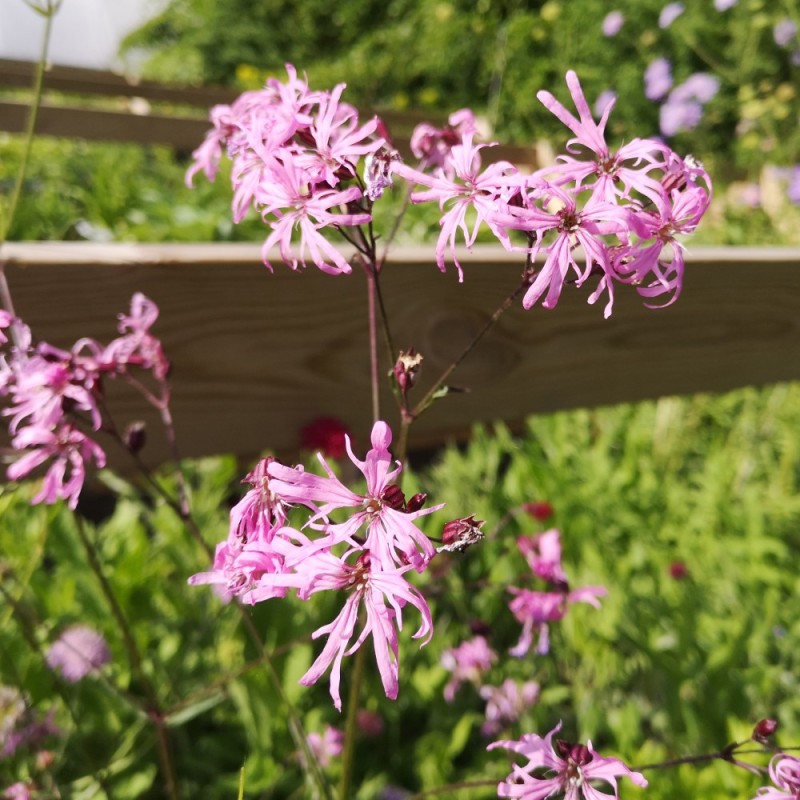 Trævlekrone - Lychnis flos-cuculi