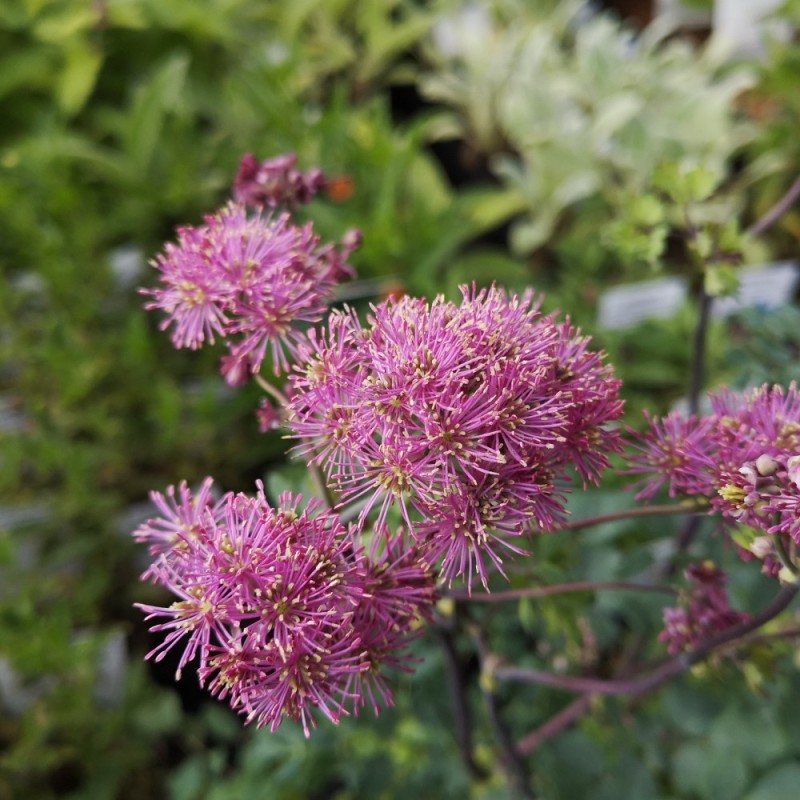 Violfrøstjerne Little Pinkie - Thalictrum hybrid Little Pinkie