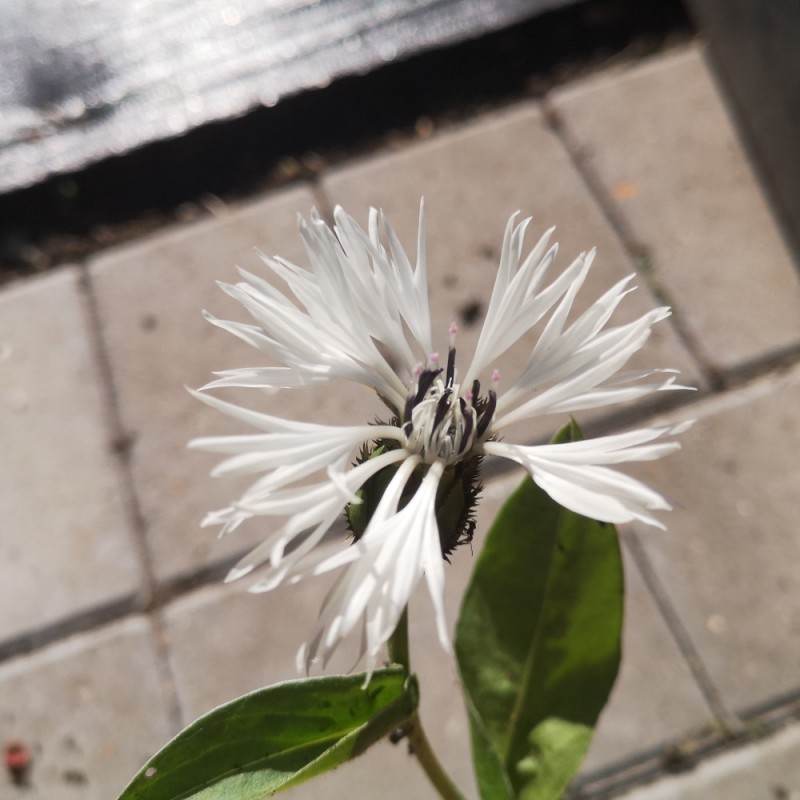 Bjerg-Knopurt Alba - Centaurea montana Alba