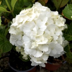 Hortensia Madame Emile Mouillere - Hydrangea macrophylla Madame Emile Mouillere