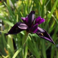 Iris chrysographes Black Form