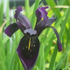 Iris chrysographes Black Form