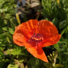 Kæmpevalmue Harvest Moon - Papaver orientale Harvest Moon