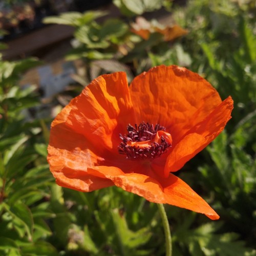 Kæmpevalmue Harvest Moon - Papaver orientale Harvest Moon