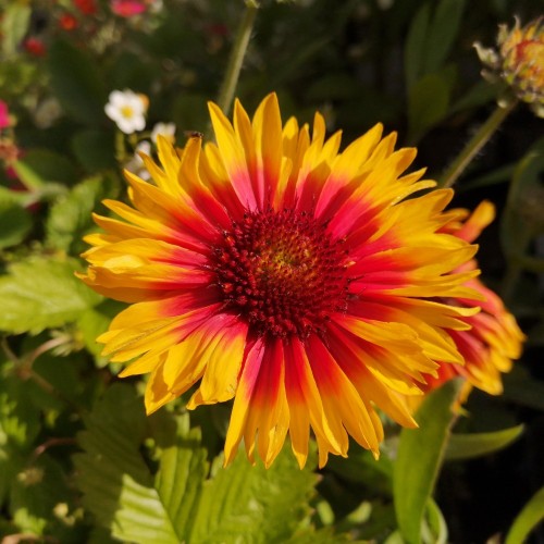 Kokardeblomst Bijou - Gaillardia aristata Bijou