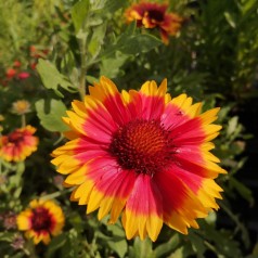 Kokardeblomst Bijou - Gaillardia aristata Bijou