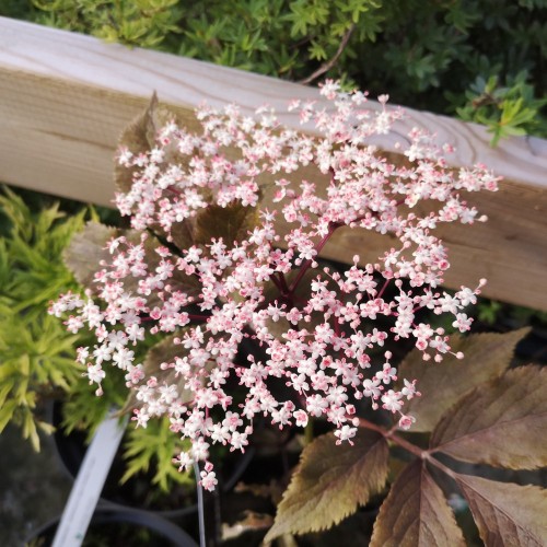 Rødbladet Hyld Guincho Purple 30-60 cm. - Sambucus nigra Guincho Purple (Purpurea)