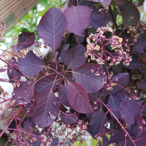 Rødbladet Parykbusk Dusky Maiden 25-50 cm. - Cotinus coggygria Dusky Maiden (Londus)