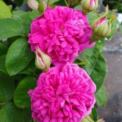 Rose De Rescht - Buskrose