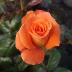 Rose Flora Danica / Storblomstretrose