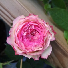 Rose Willestrup (Eden Rose) - Slyngrose