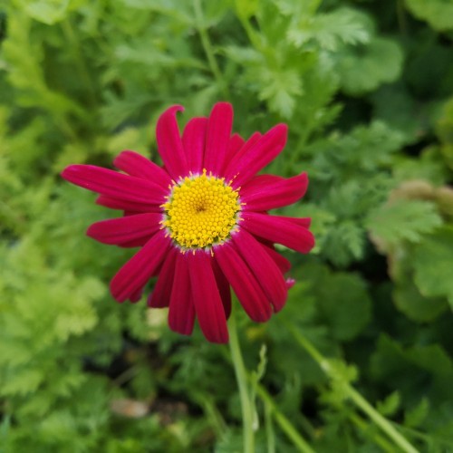 Rosenkrave Robinson's Red - Tanacetum coccineum Robinson's Red