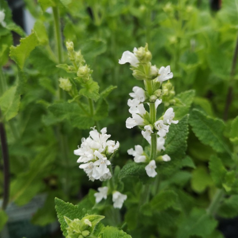 Salvie Sensation Compact White - Salvia nemorosa Sensation Compact White