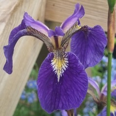 Sibirisk Iris - Iris sibirica