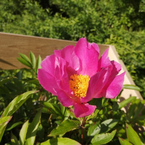 Silkepæon Dancing Butterfly Paeonia lactiflora Dancing Butterfly