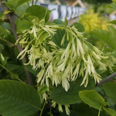 Sneflokketræ - Chionanthus virginicus