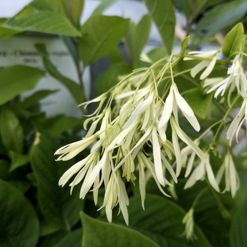 Sneflokketræ - Chionanthus virginicus