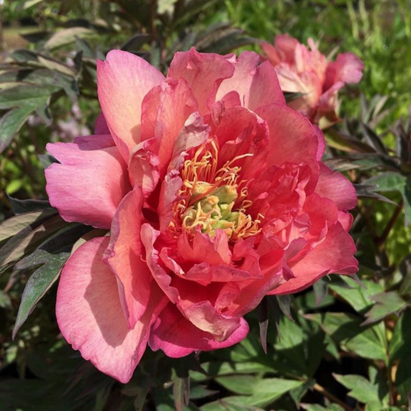 Træpæon Hillary - Paeonia Itoh hybrid Hillary