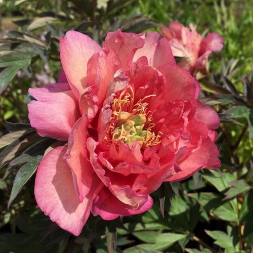 Træpæon Hillary - Paeonia Itoh hybrid Hillary