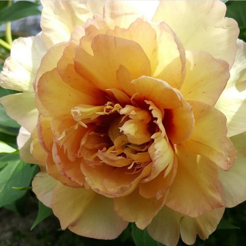 Træpæon Callie's Memory - Paeonia Itoh Callie's Memory