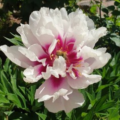 Træpæon Cora Louise -...