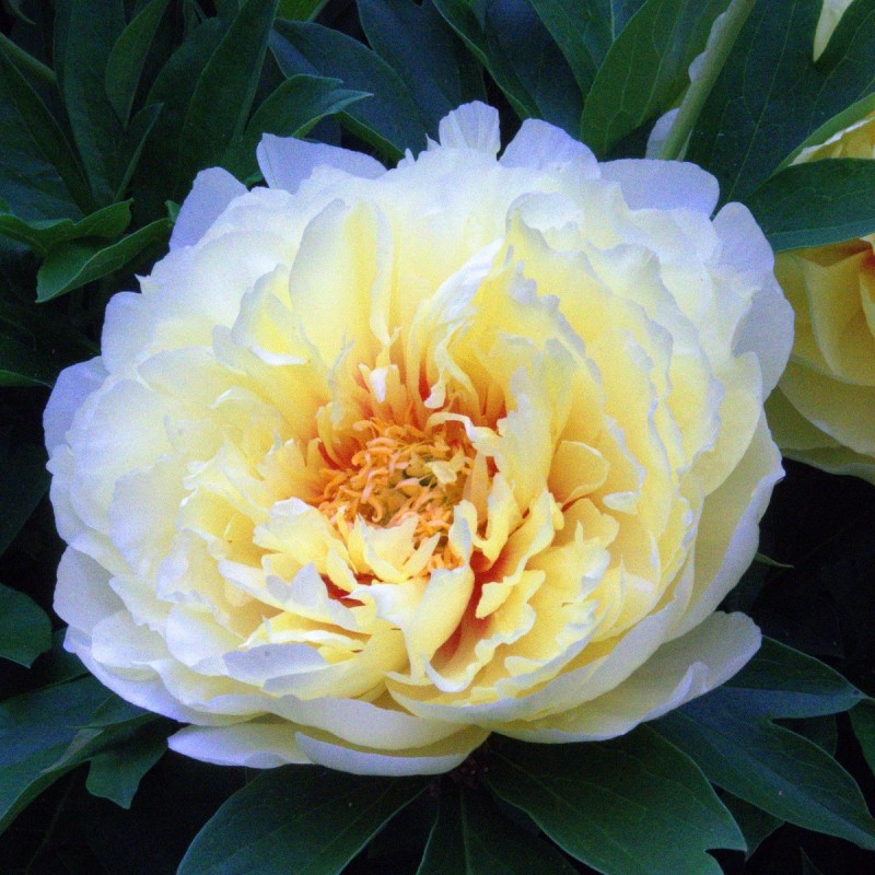 Træpæon Bartzella - Paeonia Itoh Bartzella