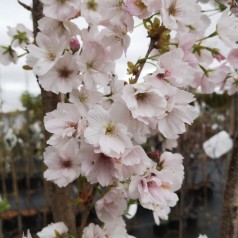 Prunus serrulata Amanogawa - Japansk Søjlekirsebær / 50-80 cm.