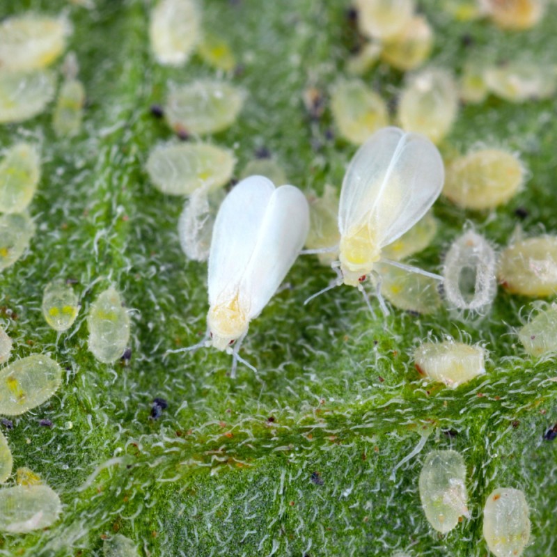 Mellus-snyltehvepse mod Mellus, ca. 1.000 stk, ca. 30 m².