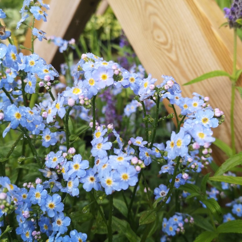 Forglemmigej - Myosotis palustris Nixenauge