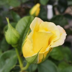 Rose Chinatown - Slyngrose