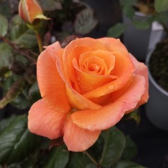 Rose Flora Danica /...