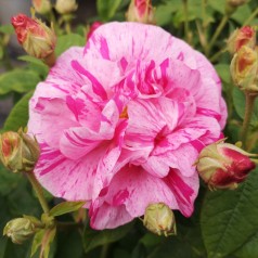 Rose Mundi - Buskrose / Barrods