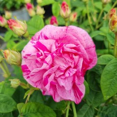 Rose Mundi - Buskrose