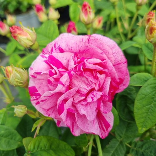 Rose Mundi - Buskrose