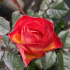 Rose My story - Buketrose Plant'n Relax