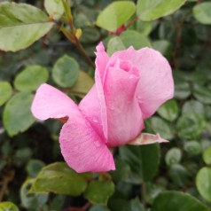 Rose Our last summer - Slyngrose Plant'n Relax