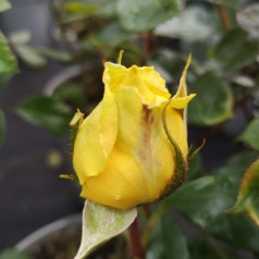 Rose The Girl from Yesterday - Buketrose Plant'n Relax