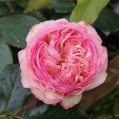 Rose Willestrup (Eden Rose) - Slyngrose