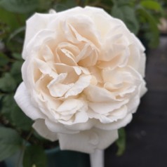 Rose Winchester Cathedral - Engelsk Rose