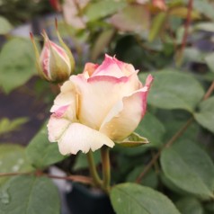 Rose Winchester Cathedral - Engelsk Rose