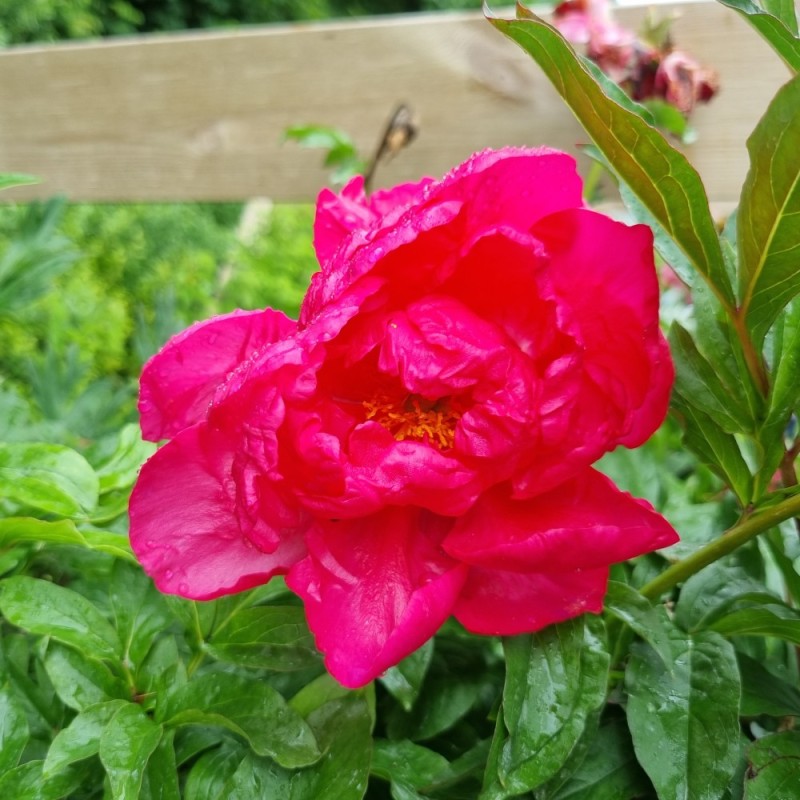 Silkepæon Paula Fay - Paeonia lactiflora Paula Fay