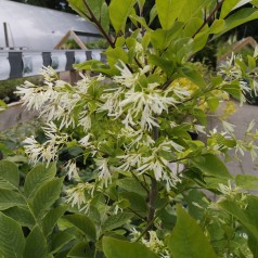 Sneflokketræ - Chionanthus virginicus