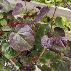 Rødbladet Judastræ Merlot 40-80 cm. - Cercis canadensis Merlot