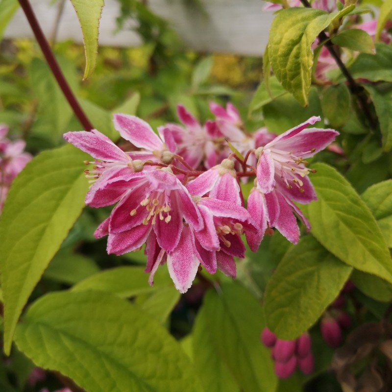 Stjernetop Strawberry Fields 40-80 cm. - Deutzia hybrida Strawberry Fields